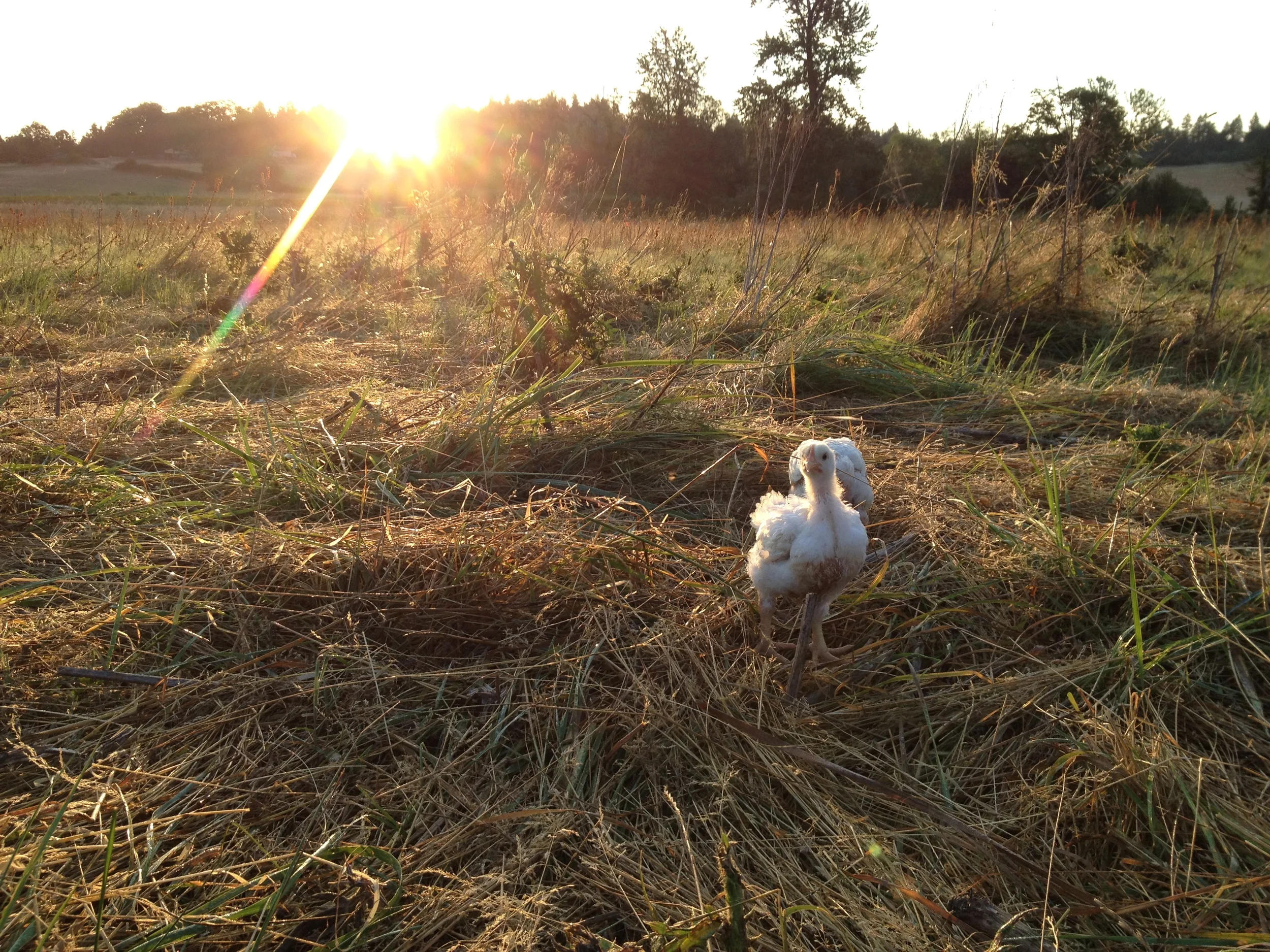  A couple renegade broiler chickens escape from their pens and go exploring. 