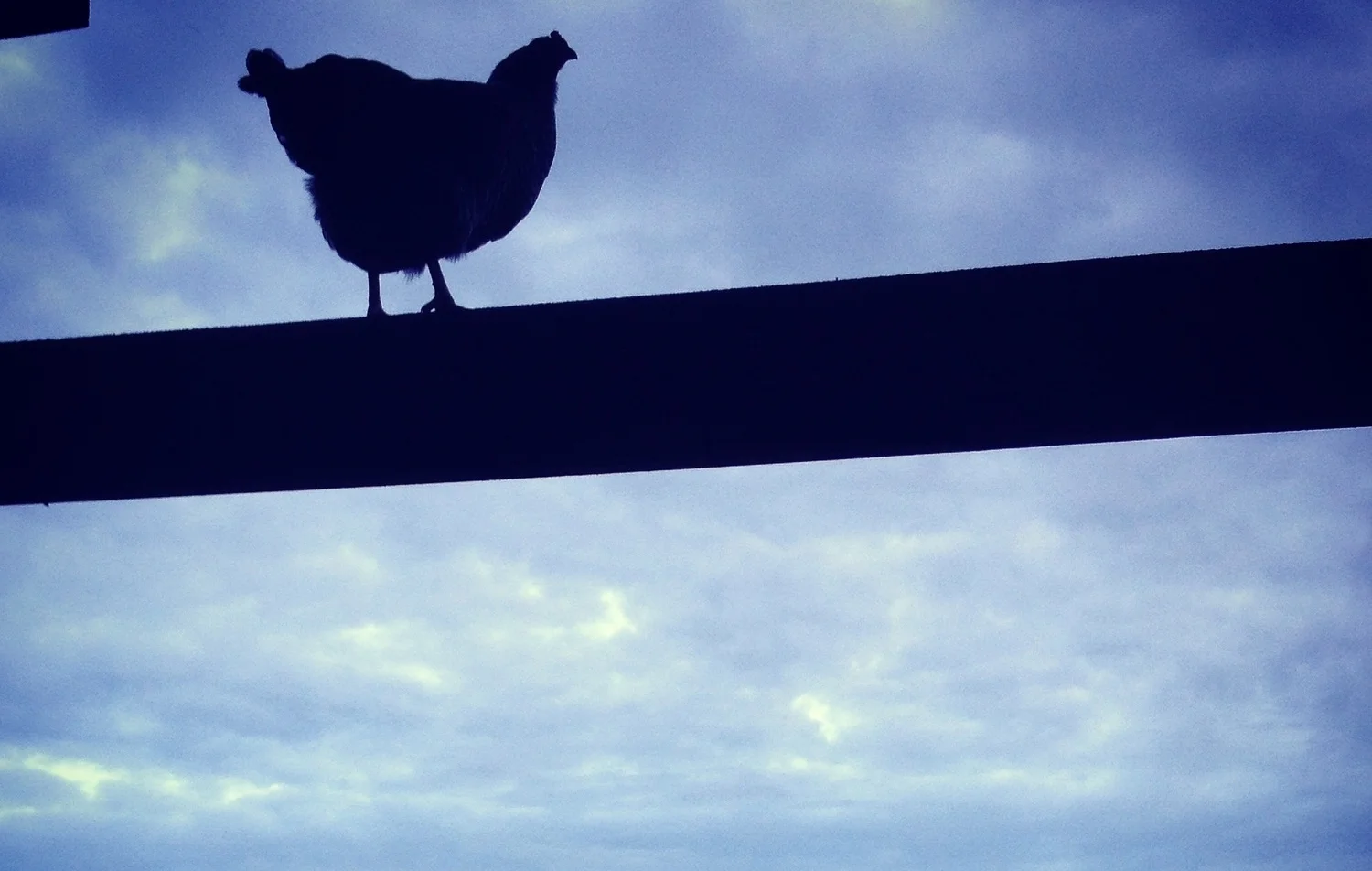  One of our laying hens taking "free-range" to a new level. 