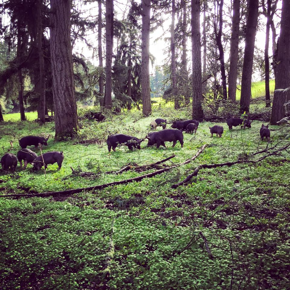 berkshire pigs rooting in the woods