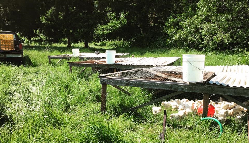 the meat chickens reside in these Bottomless pens which are moved daily to fresh pasture. the pens allow the birds to forage and enable the manure to be spread over the pasture for natural fertilization while protecting from predators and weather. 