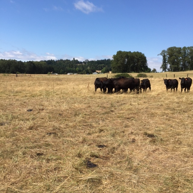 An "after" shot. After one day, they've eaten and trampled the grass and fertilized the pasture with their manure. 