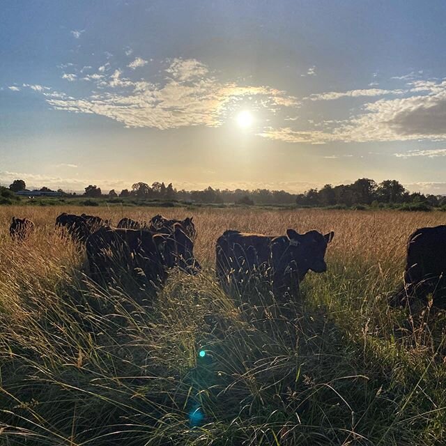 #grassfedbeef #eugeneoregon #pastureraised #pnwonderland #gratitude