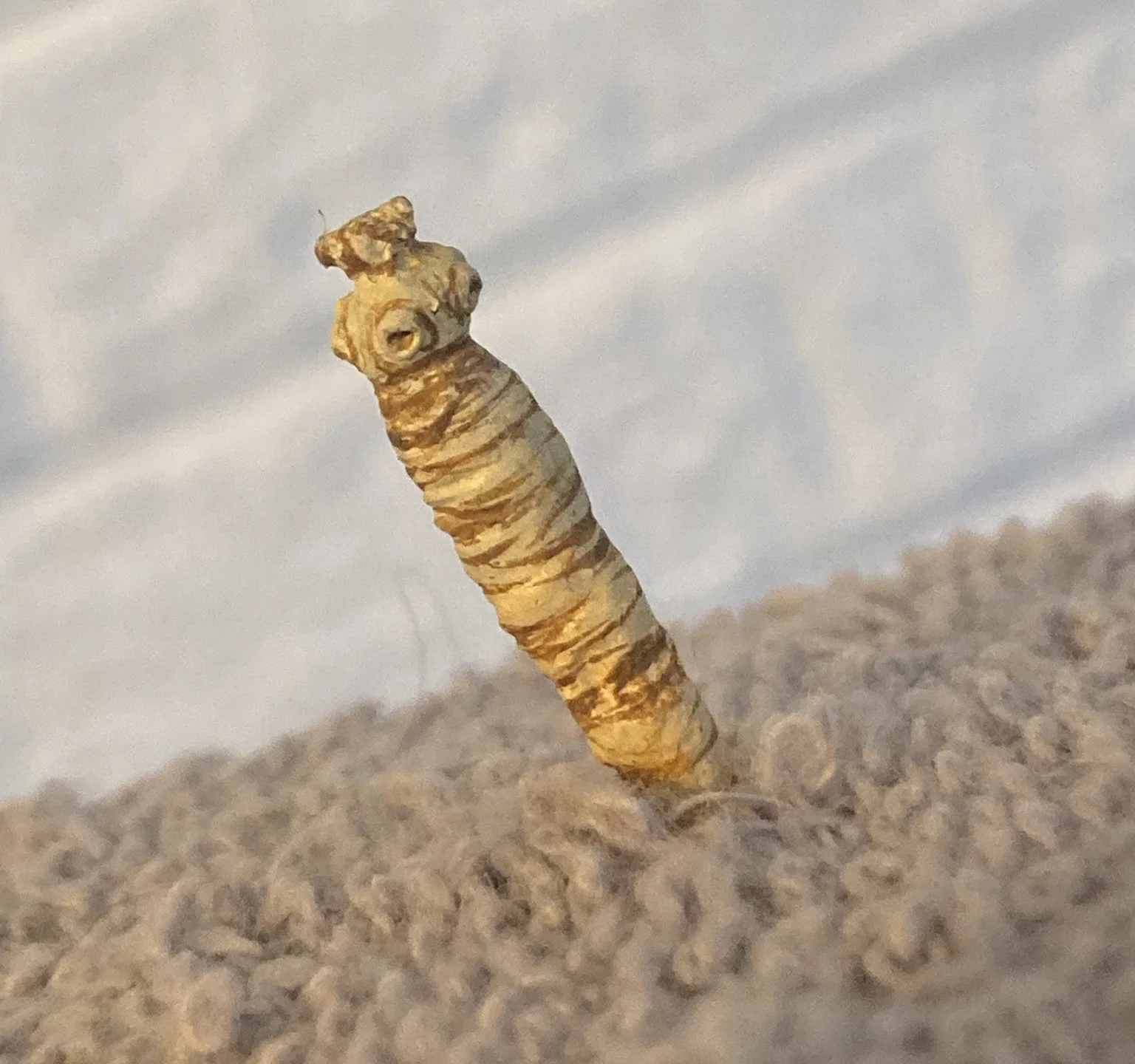 the worm