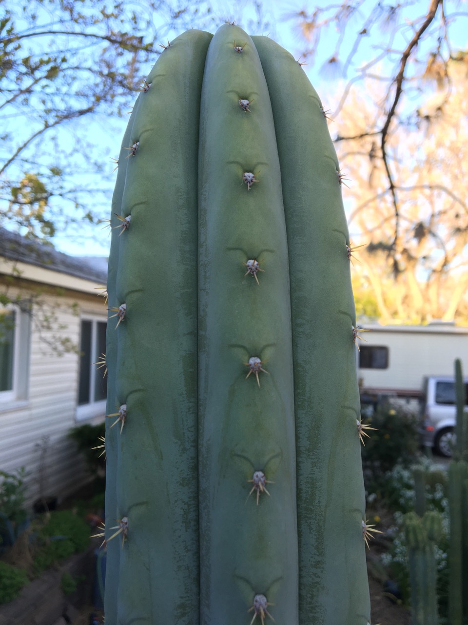 pic of cactus plant Nopal Prickly Pear