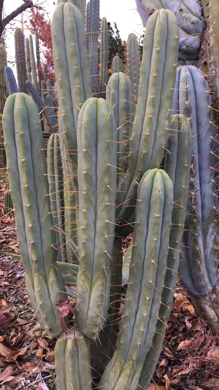Trichocereus bridgesii  Cactus AF