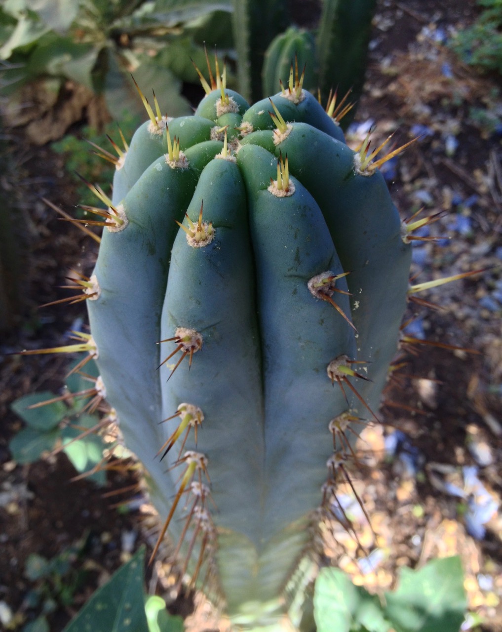 trichocereus peruvianus ikaros dna