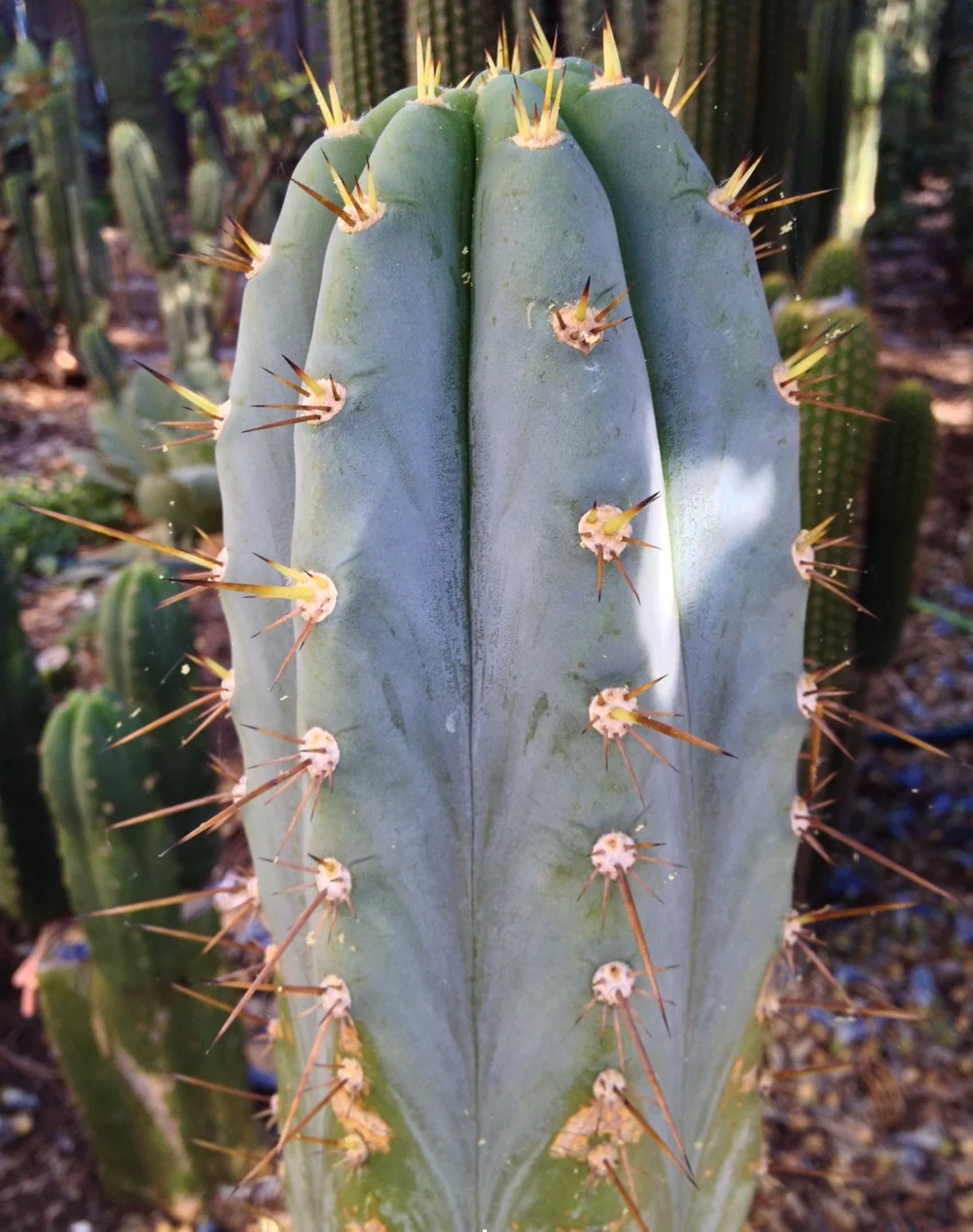 Trichocereus peruvianus  Cactus AF
