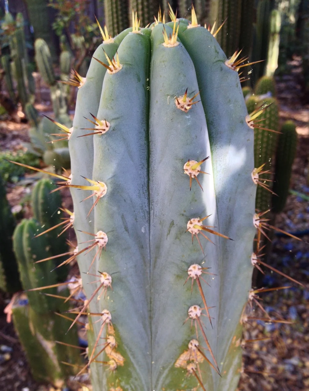 trichocereus peruvianus ikaros dna