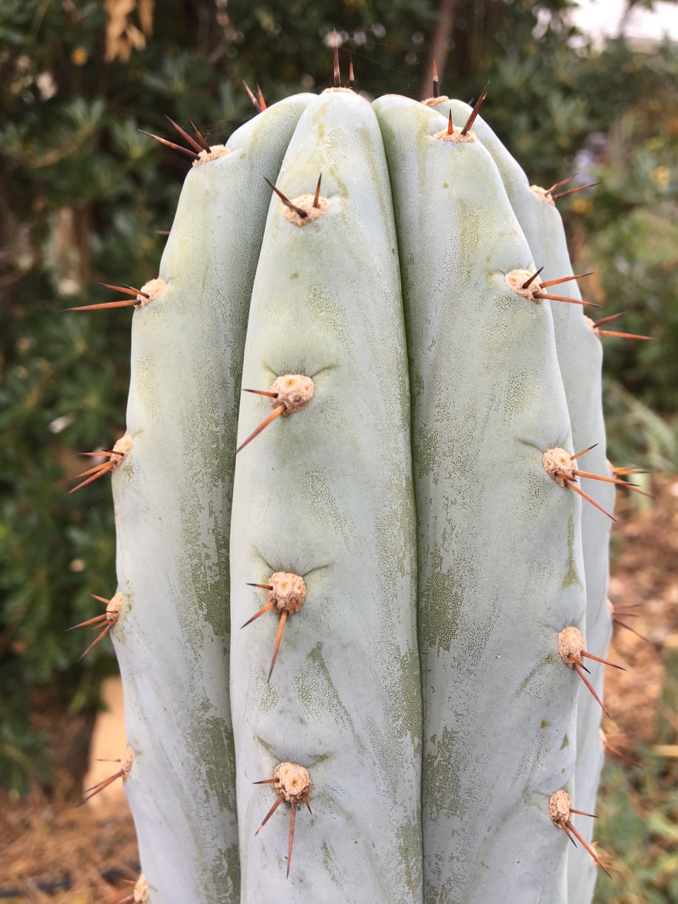 trichocereus peruvianus ikaros dna