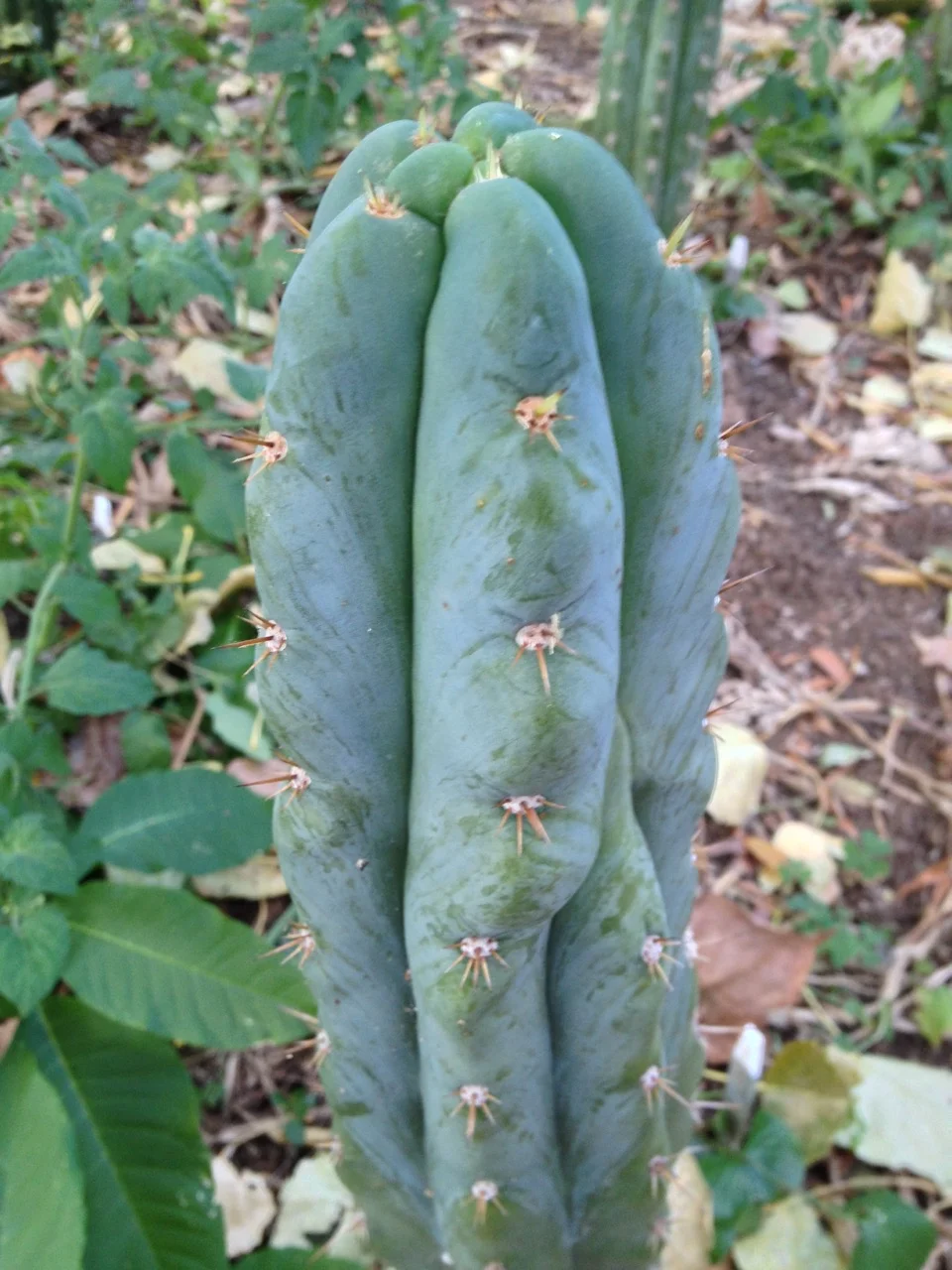 trichocereus peruvianus ikaros dna