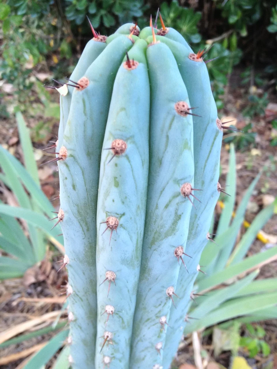 trichocereus peruvianus ikaros dna