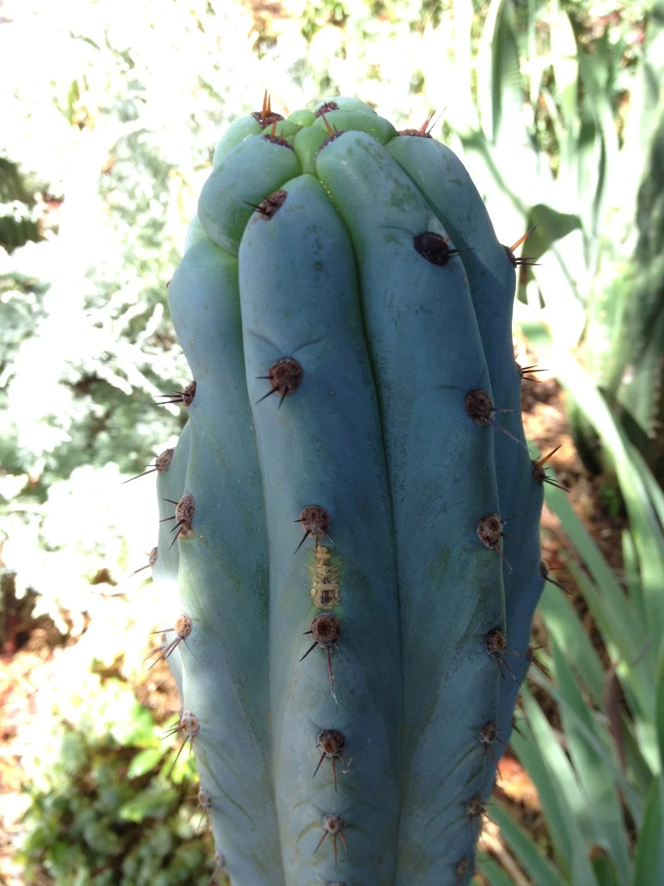trichocereus peruvianus ikaros dna