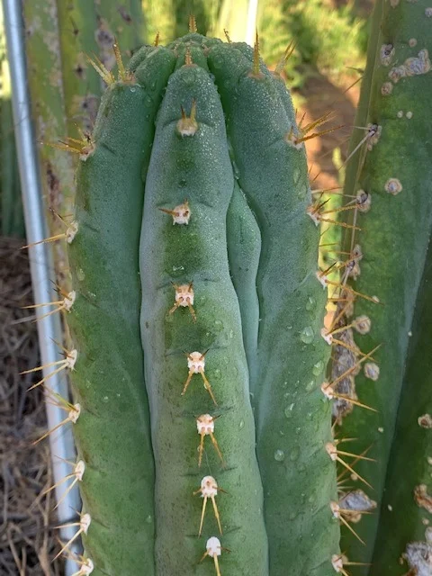 Trichocereus peruvianus — Cactus AF