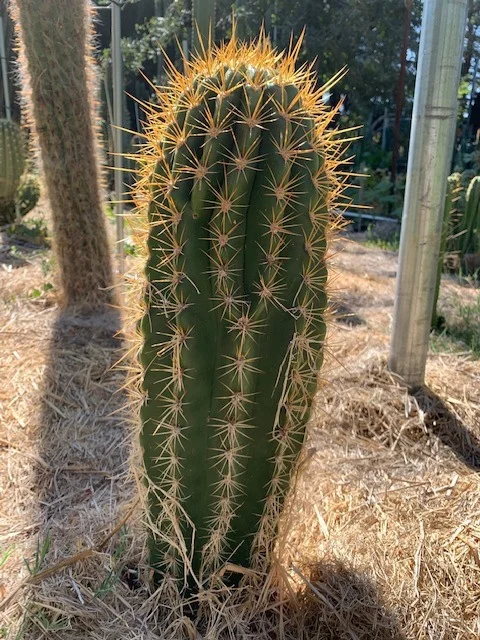 専用 2点 SUPER PEDRO X ANAKIE・Trichocereus SASS x Super Pedro - Whole Plant | Cactocereus UK t/a