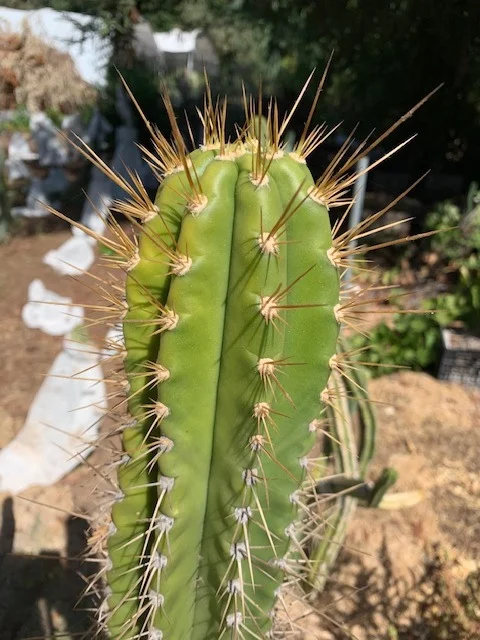 専用 2点 SUPER PEDRO X ANAKIE・Trichocereus SASS x Super Pedro - Whole Plant | Cactocereus UK t/a