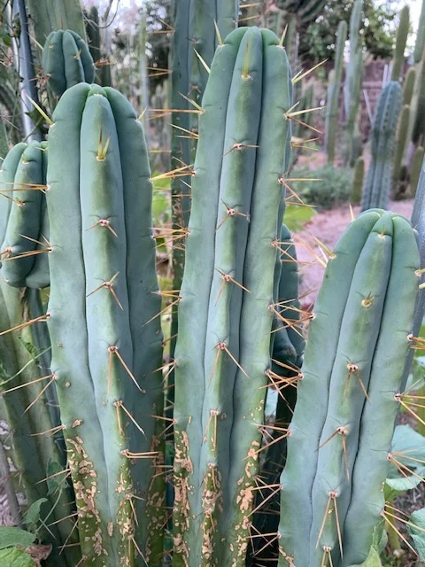 Trichocereus bridgesii  Cactus AF