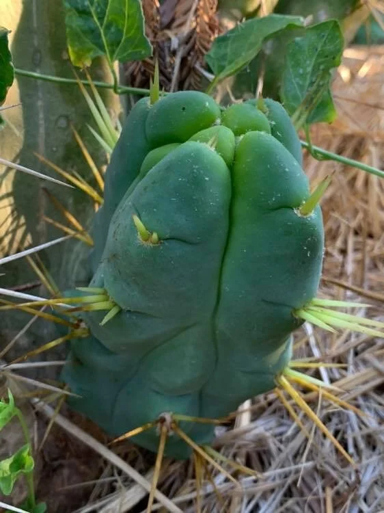 Trichocereus - Named Clones  Cactus AF