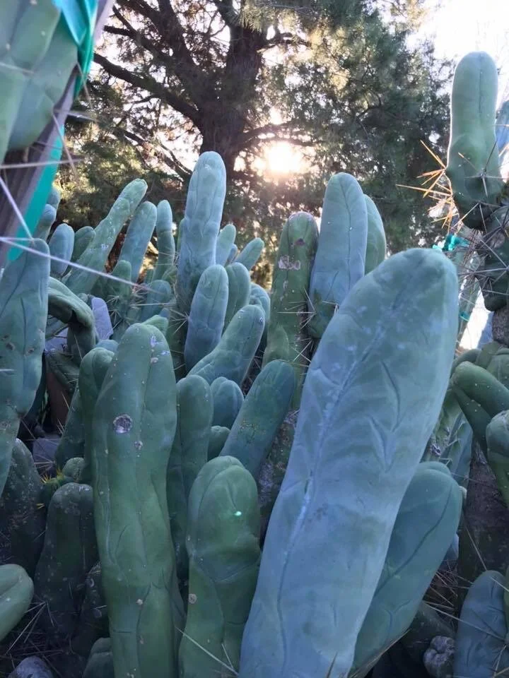 Trichocereus - Named Clones  Cactus AF