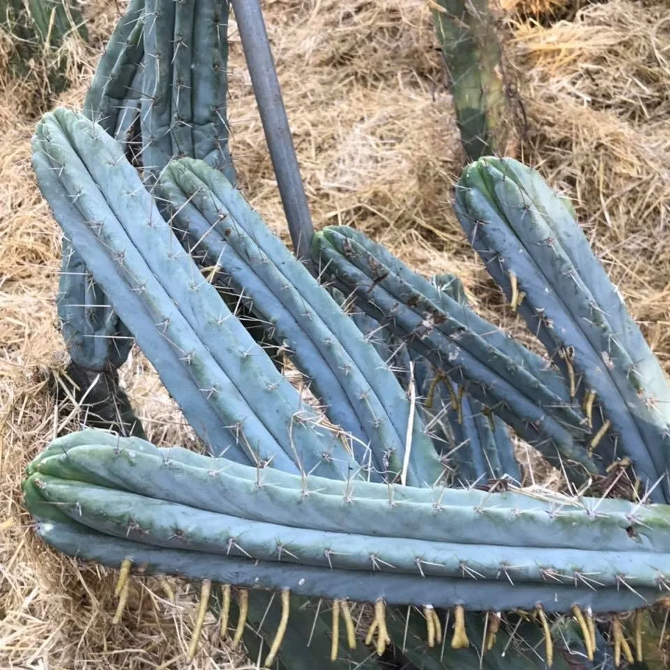 Trichocereus lumberjackius — Cactus AF