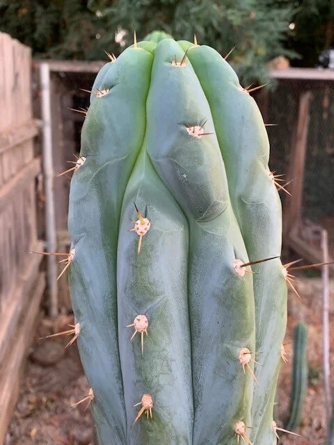 T.peruvianus トリコケレウス・ペルーヴィアヌス　サンペドロ Trichocereus peruvianus — Cactus AF