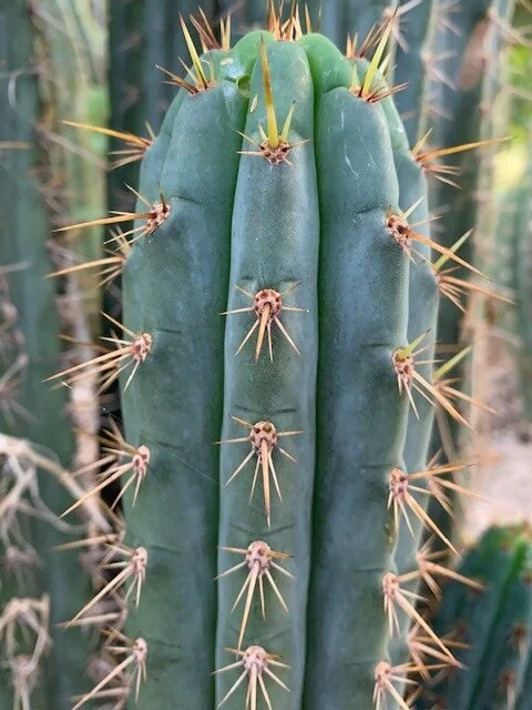T.peruvianus トリコケレウス・ペルーヴィアヌス　サンペドロ　青緑色 T.peruvianus トリコケレウス・ペルーヴィアヌス サンペドロ 青