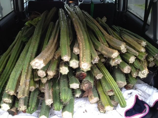 wide shot - 92 of 228.jpeg