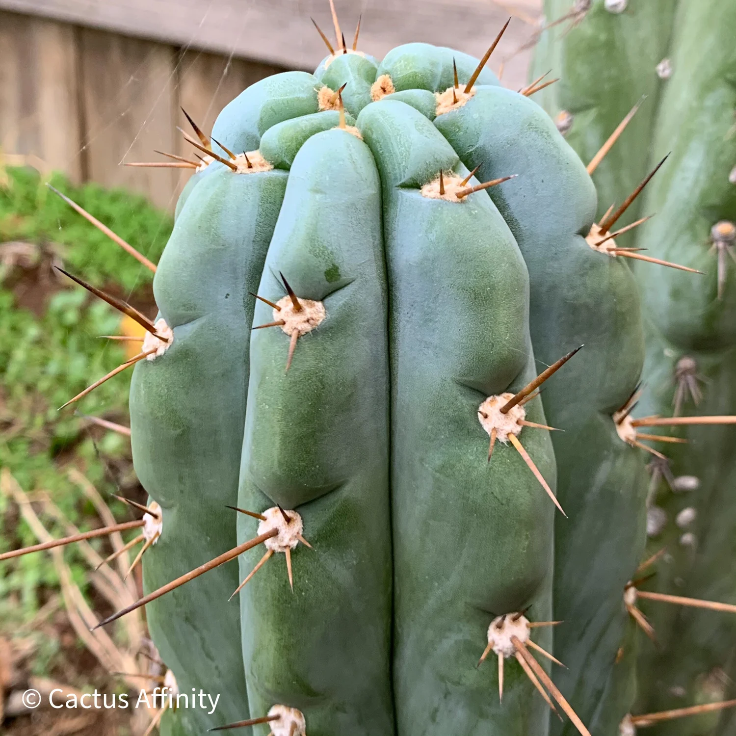 trichocereus peruvianus icaros dna