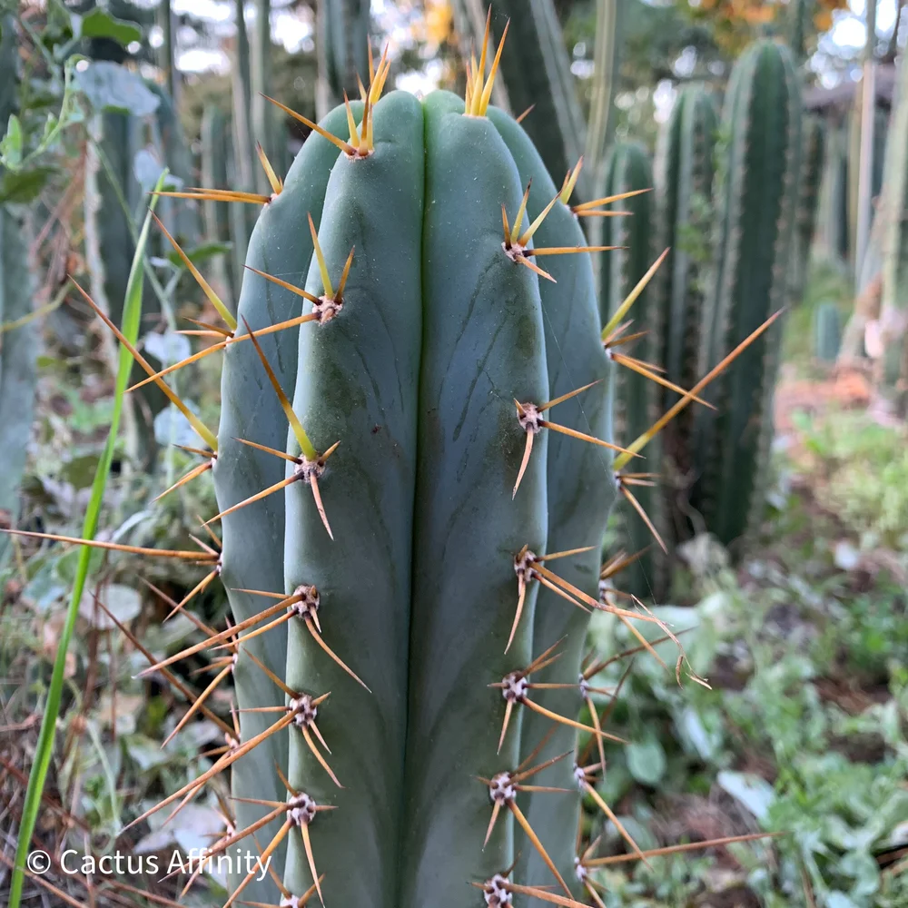 Trichocereus lumberjackius — Cactus AF