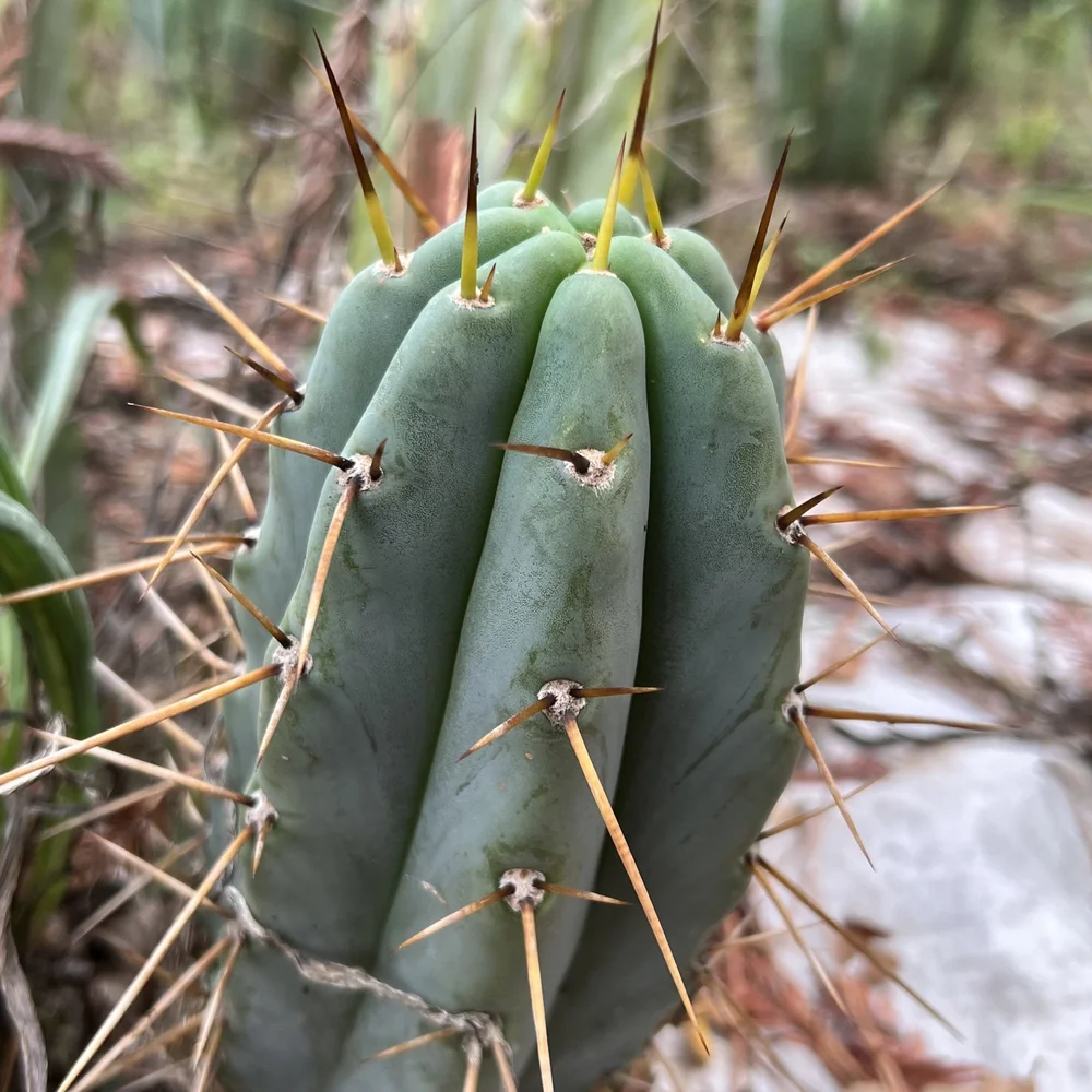 Trichocereus lumberjackius — Cactus AF