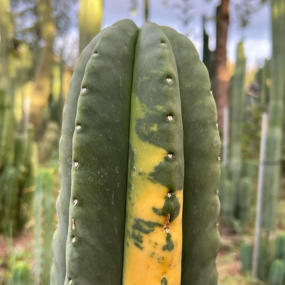 Trichocereus - Named Clones  Cactus AF