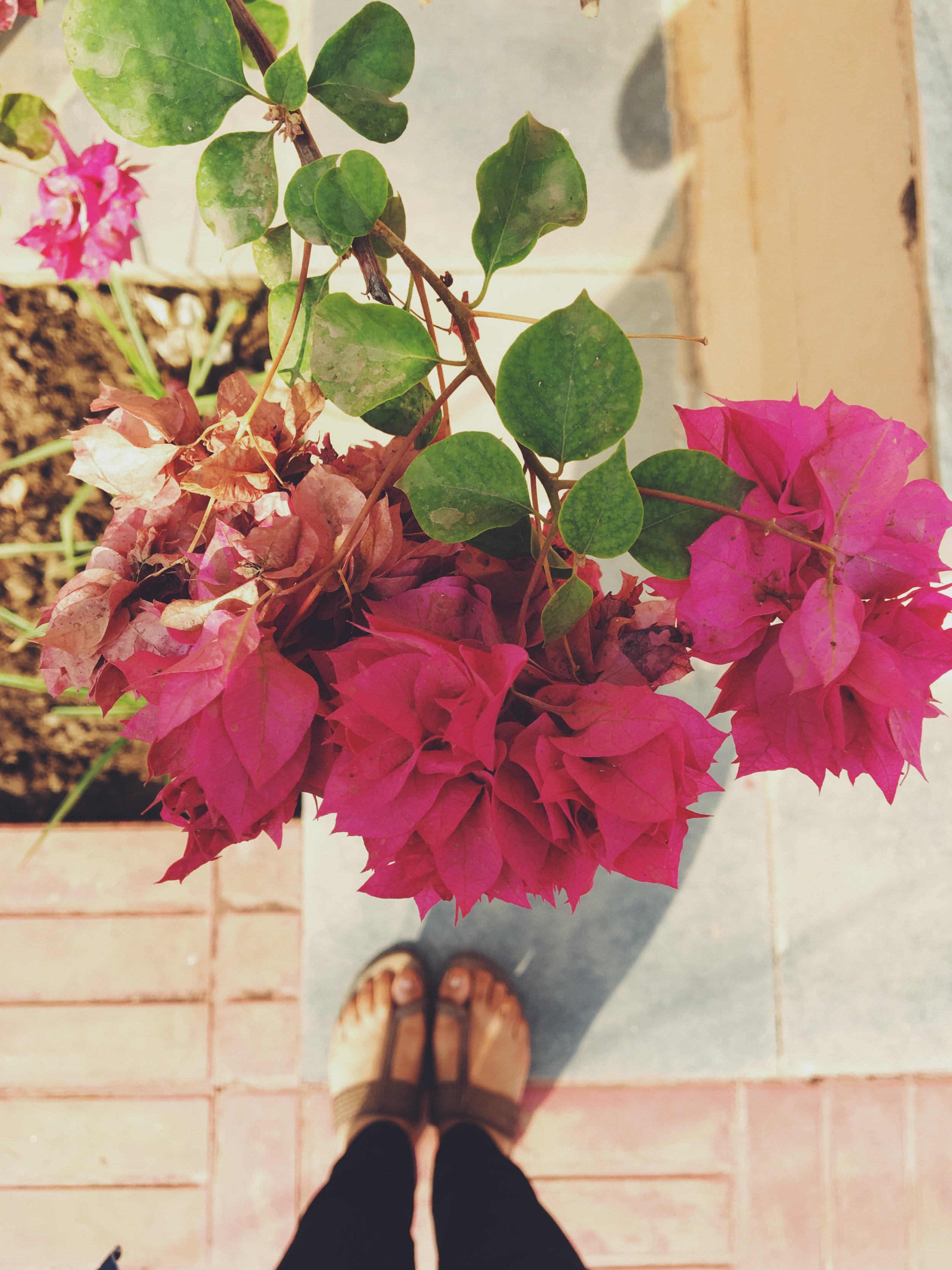  So many varieties of bougainvilliea!&nbsp; 