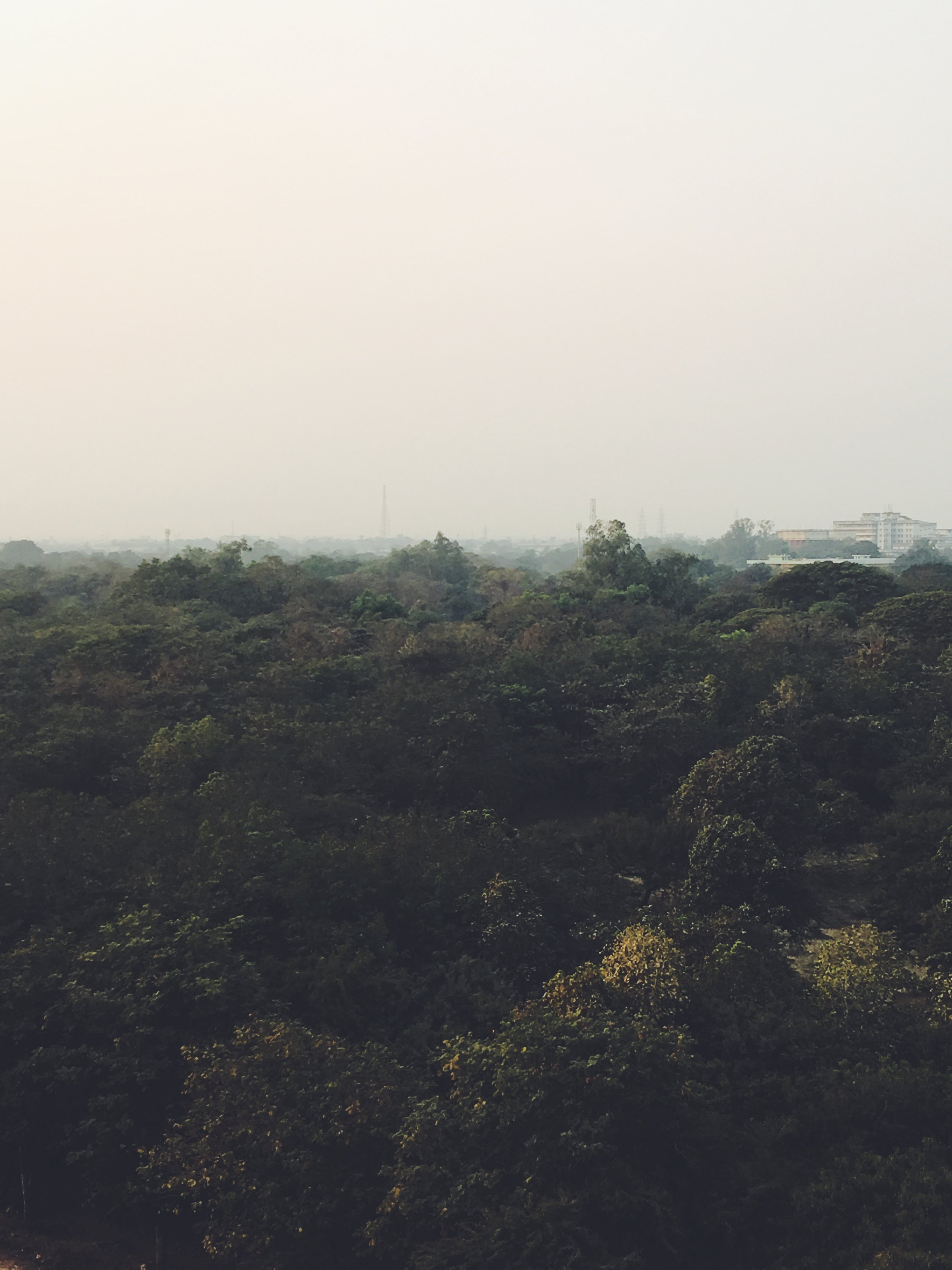  Despite being a steel plant town, Bhilai is filled with lush greenery.&nbsp; 