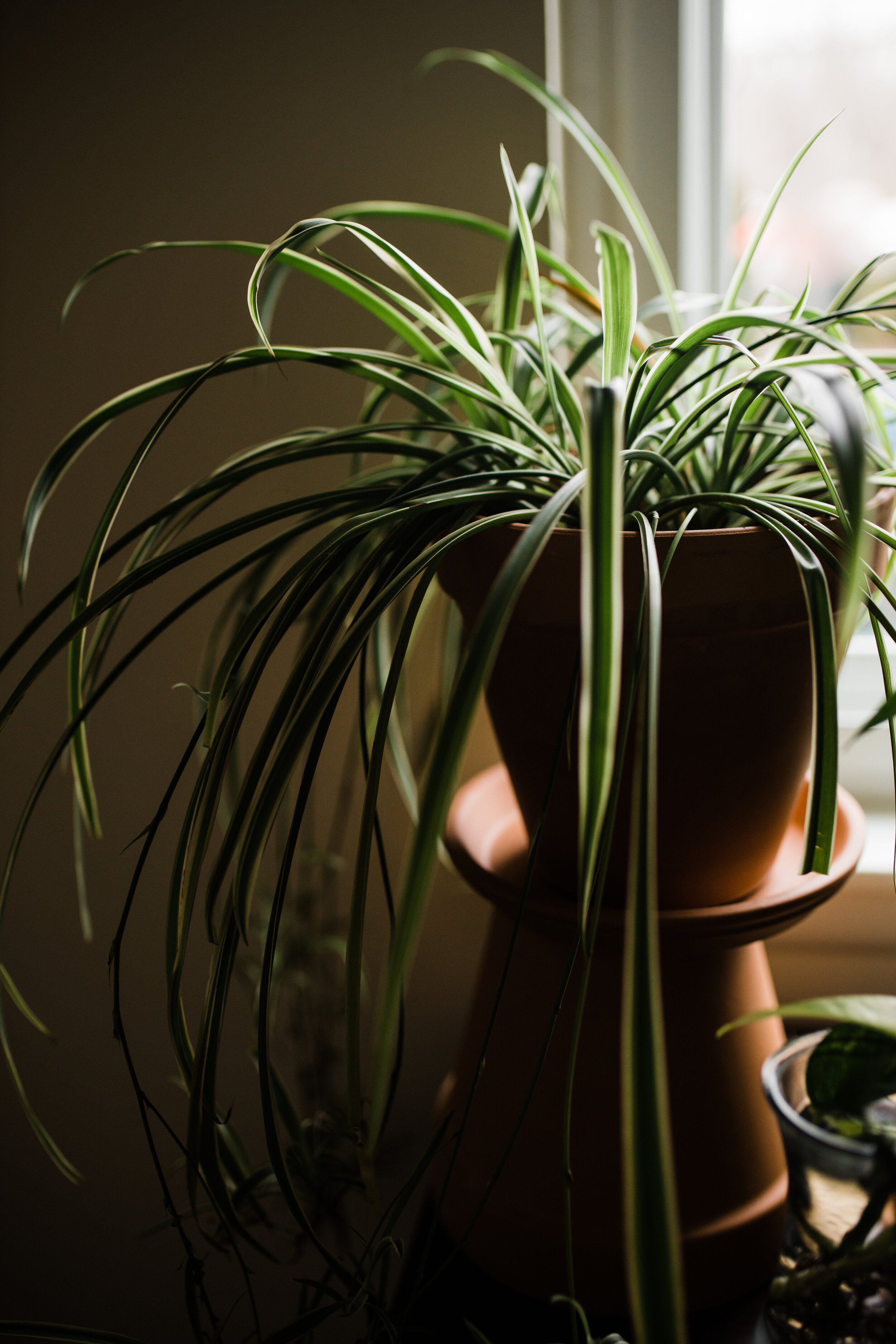  My main mama spider plant with her babies!  