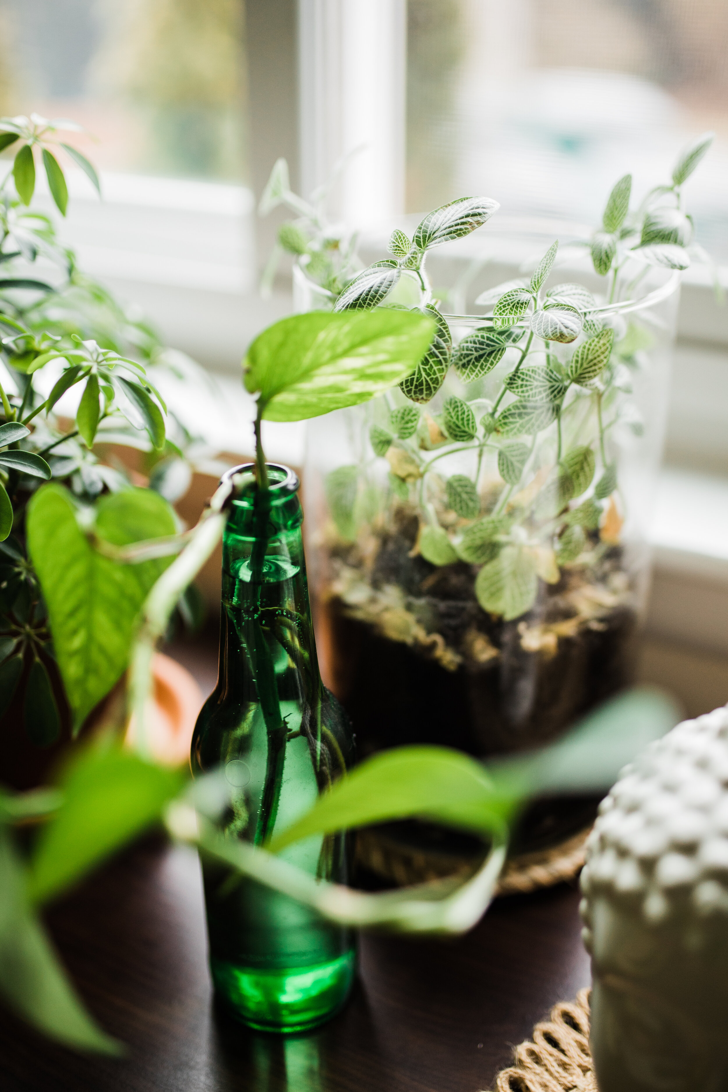  My nerve plant terrarium (an easy DIY) and pothos cuttings growing in an old beer bottle 