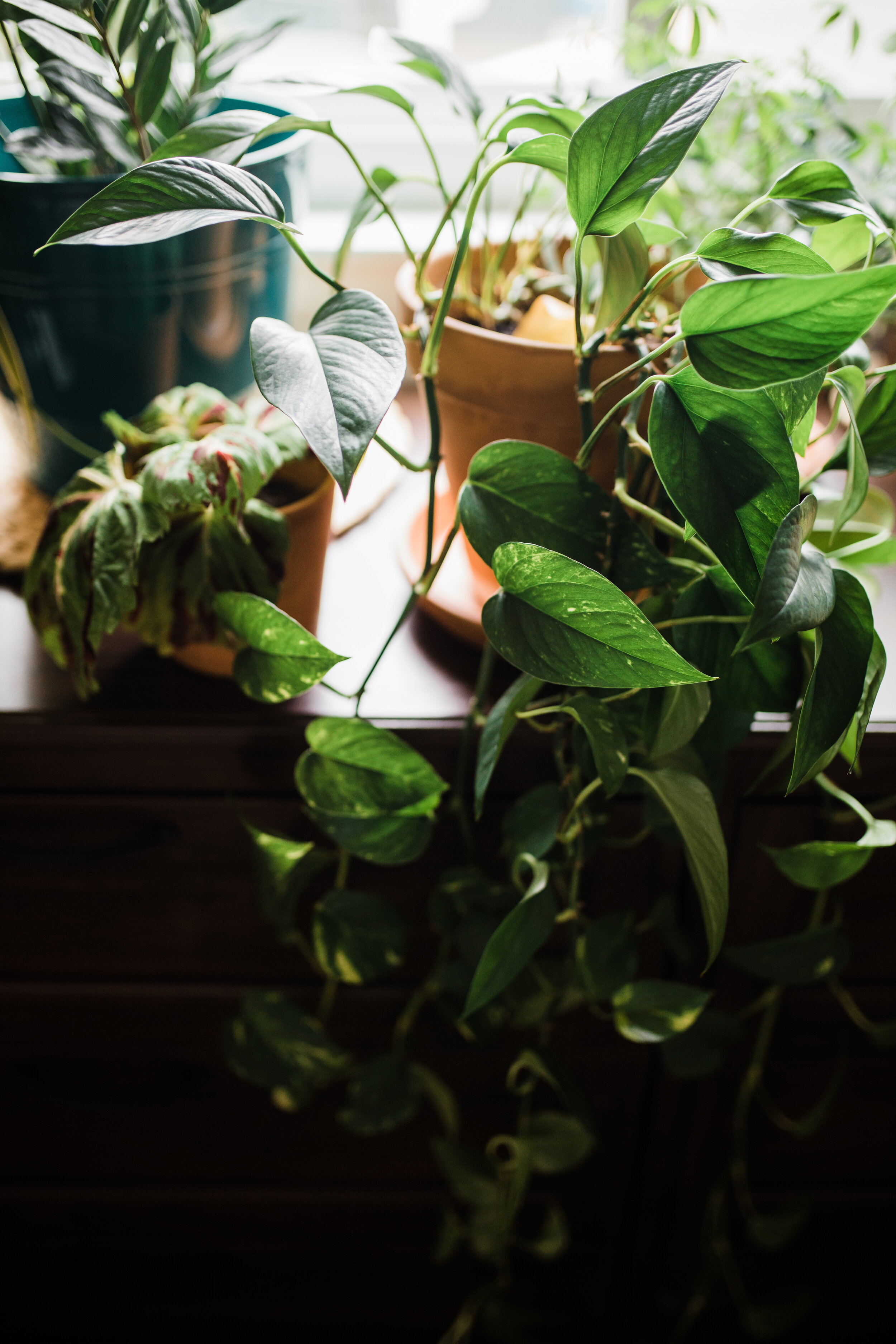  My main pothos mother plant (pictured next to my mini kong coleus) which has been giving me a generously steady supply of cuttings! 