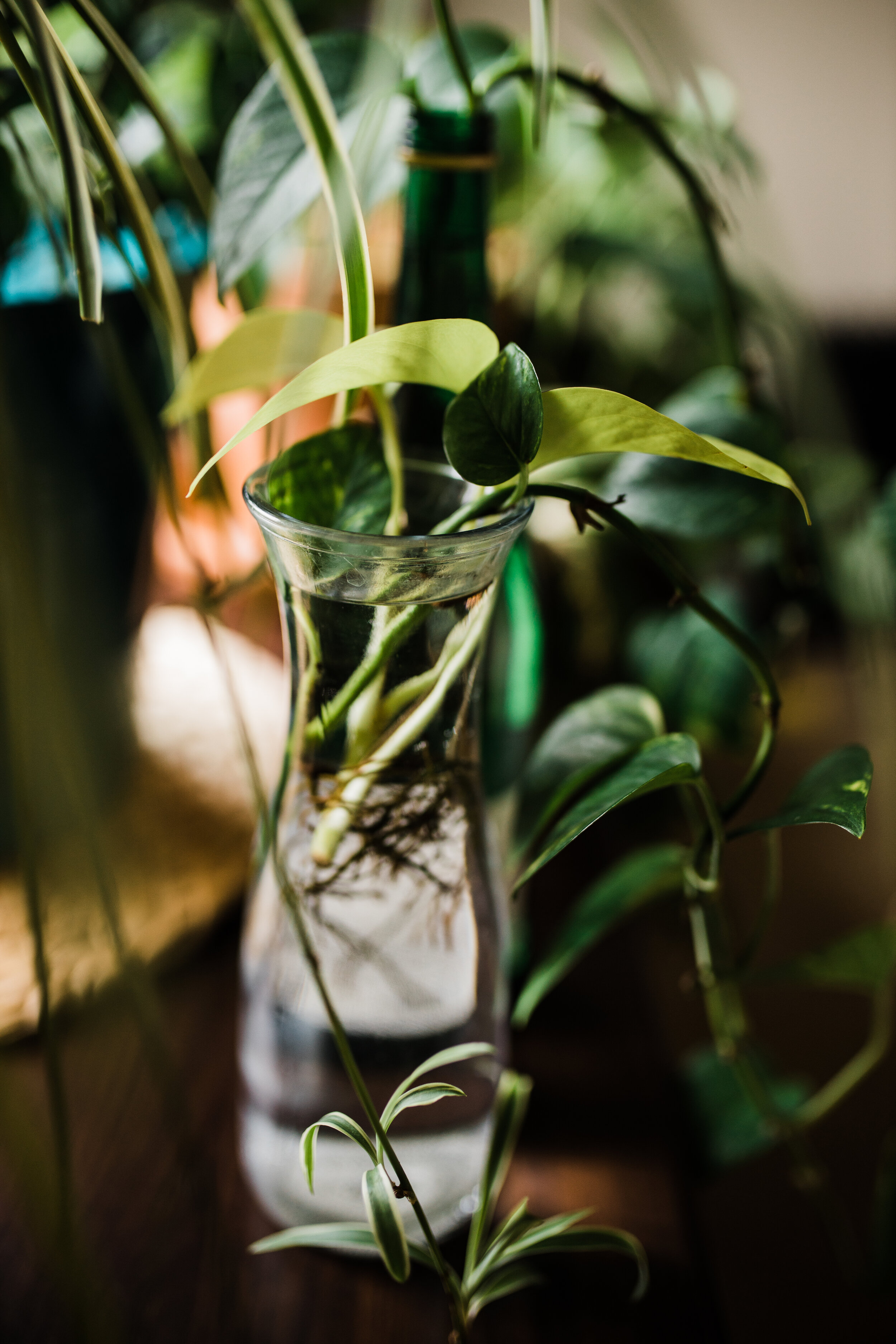  Neon pothos cuttings! 