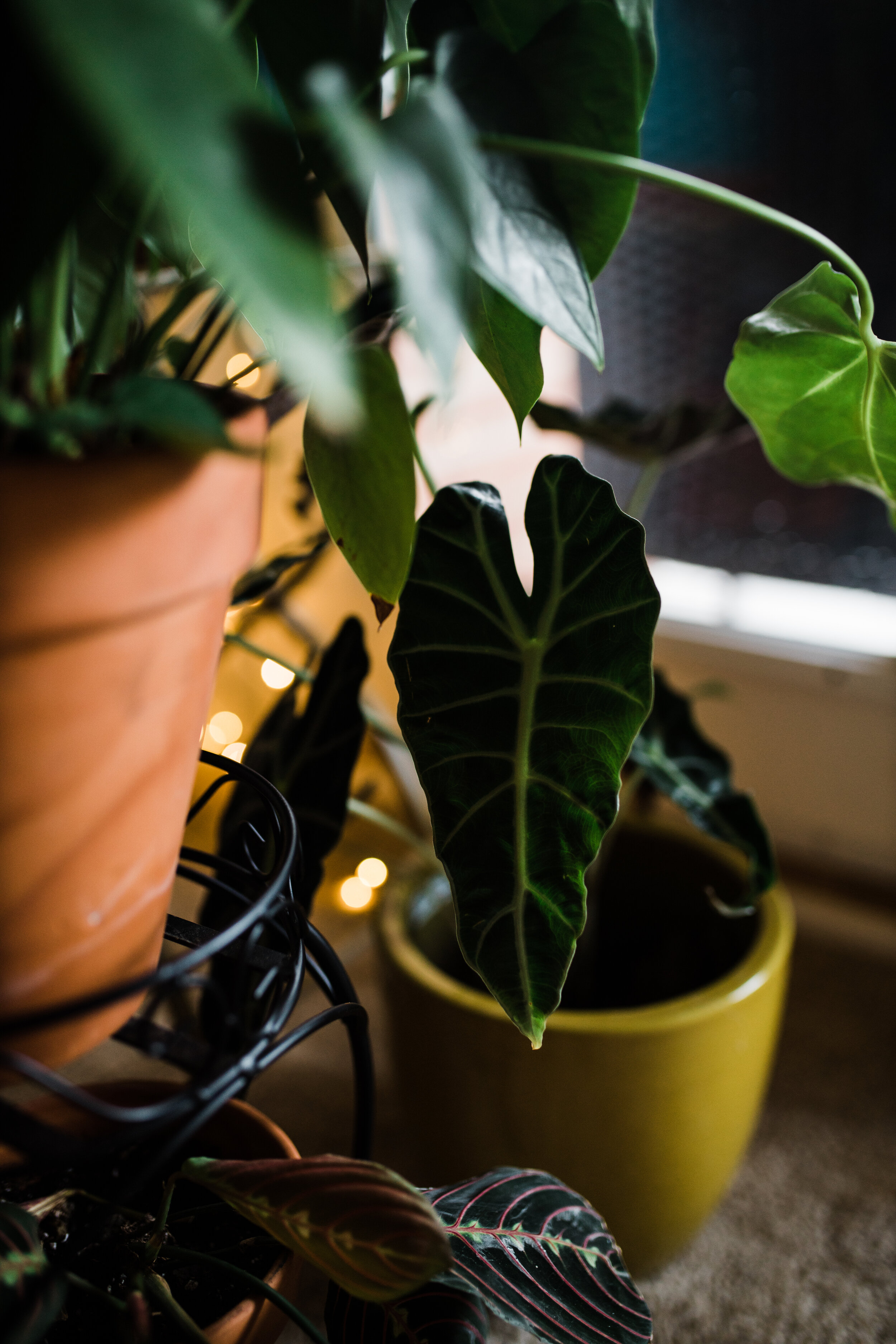  My gorgeous alocasia polly, pictured alongside my prayer plant (maranta) and cascading anthurium.  