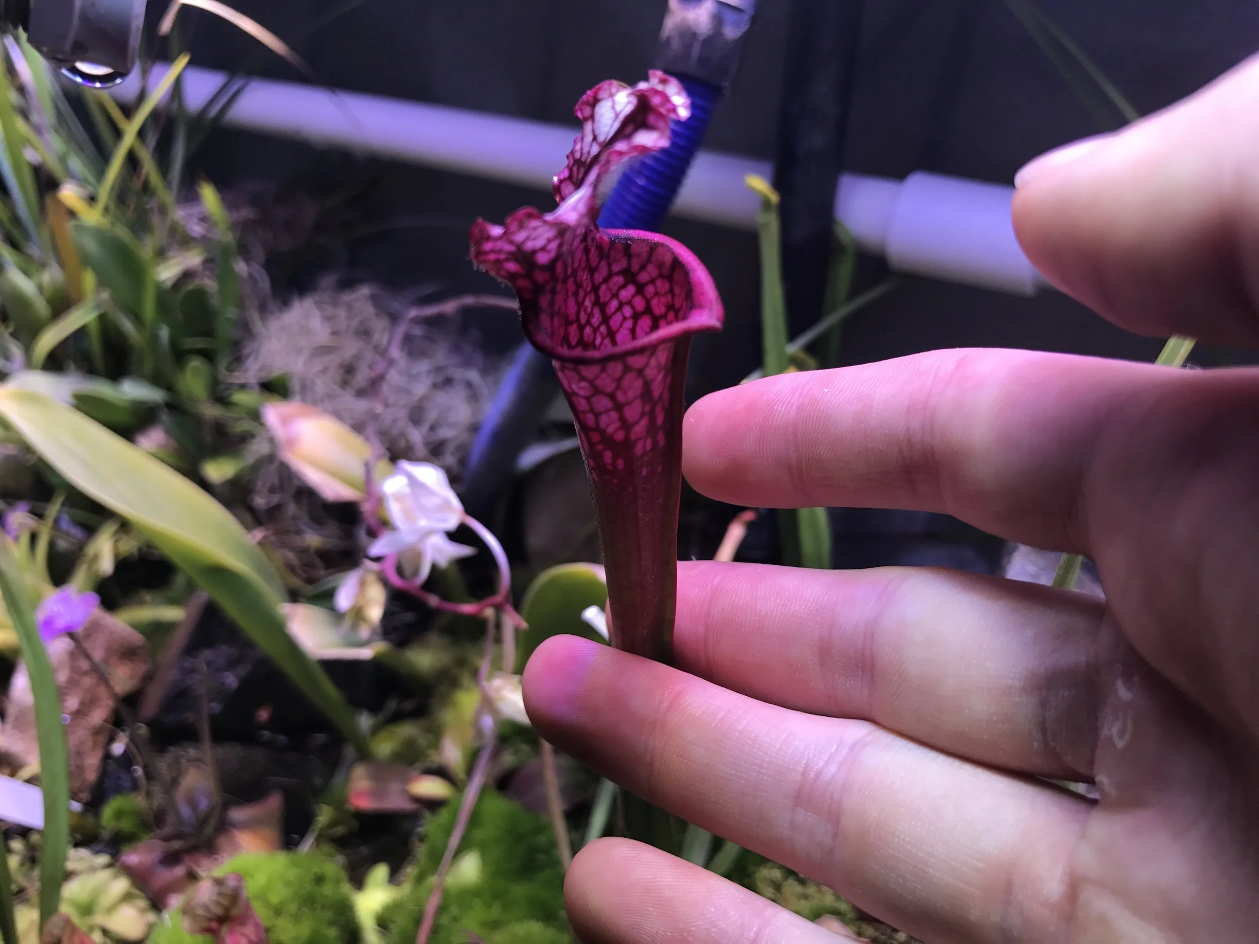 Sarracenia leucophylla