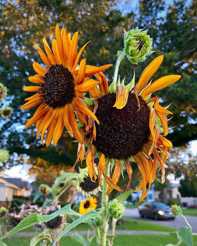 There is something beautiful and meaningful in these flowers I saw on our walk last night. Two sunflowers drying up with new growth all around🌻🌞🌱
.
.
.
#sunflowers #onourwalk #dogwalk #flowergarden #butterflygarden #neighborhoodwalks #sunflowersee