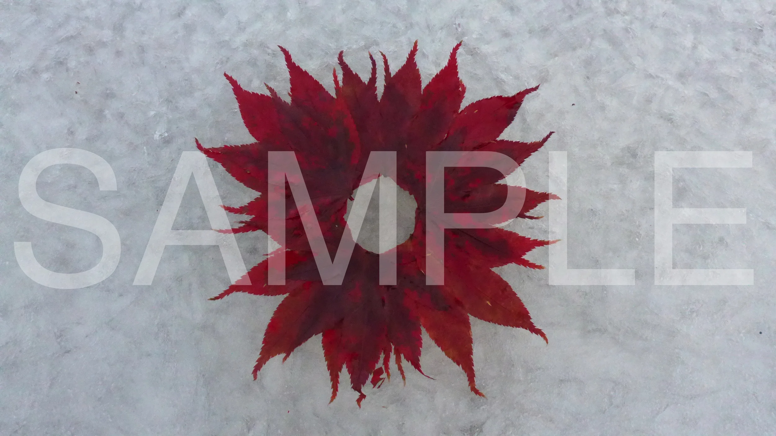 Leaves on Tree_003.jpg