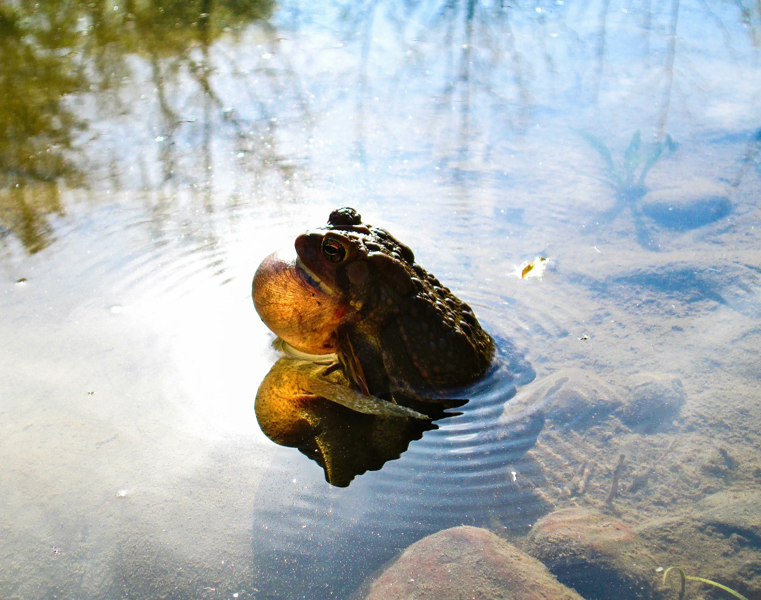 Toad or Frog-Croaks_edited.jpg