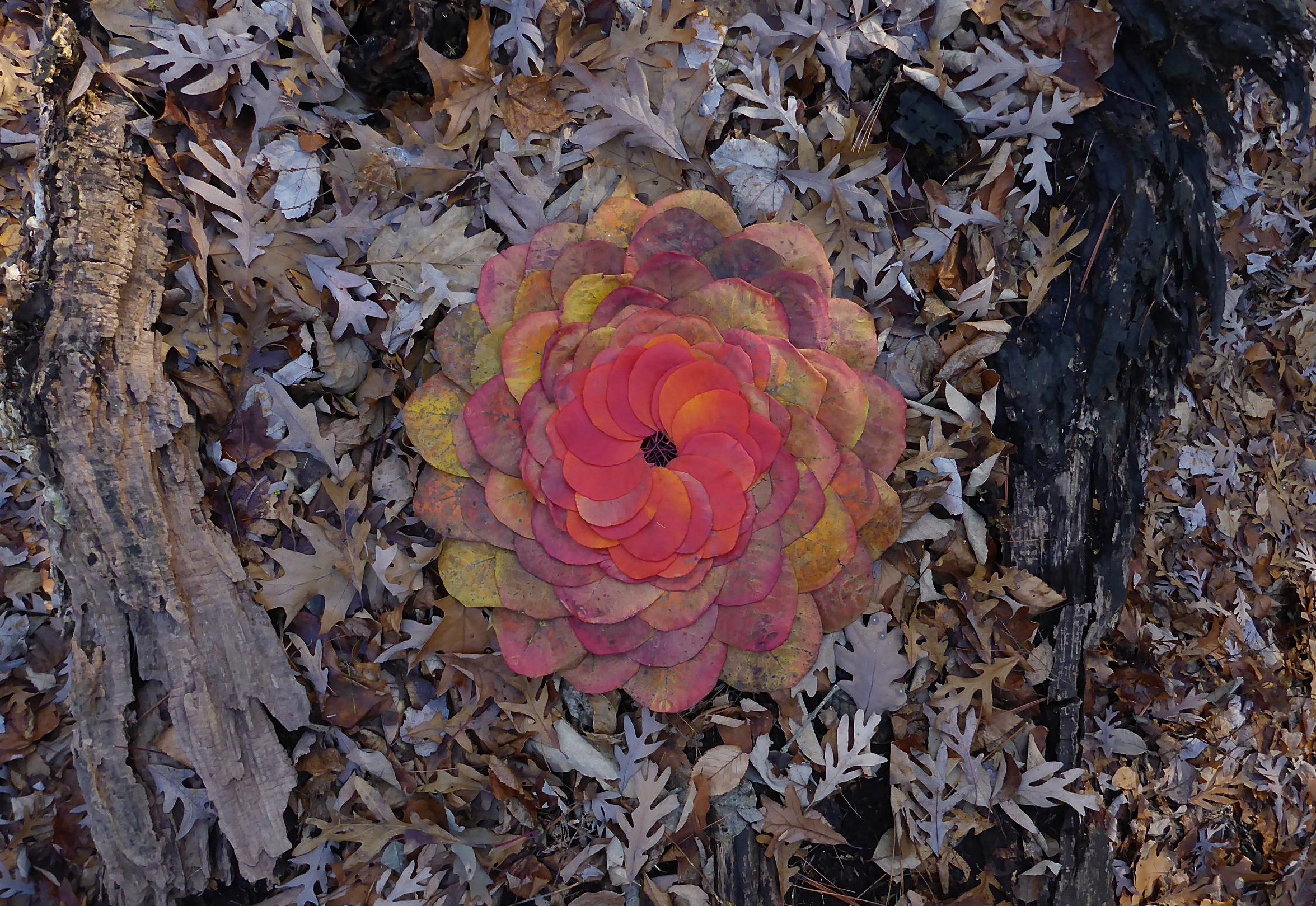 This was made from month old dried leaves on an log in Ithaca, NY.