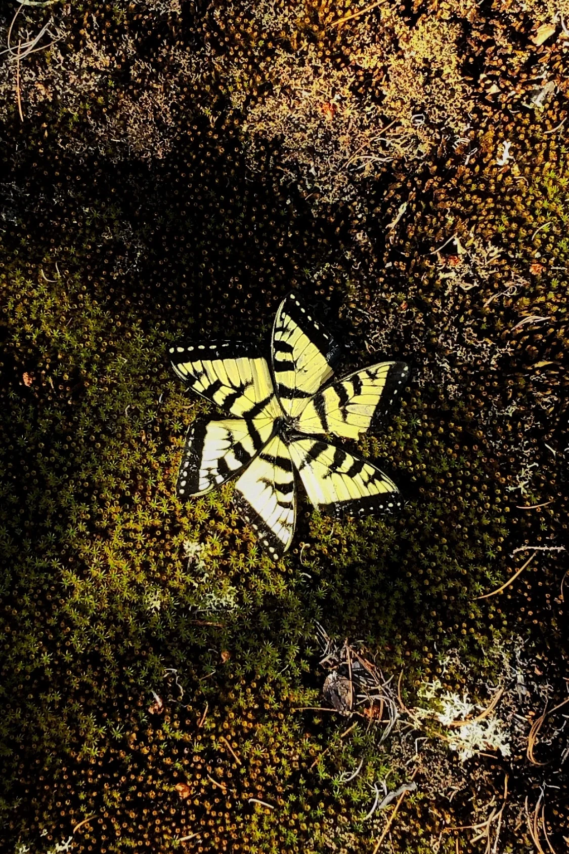 Swallowtail+Butterfly+Wings+on+Moss.jpg