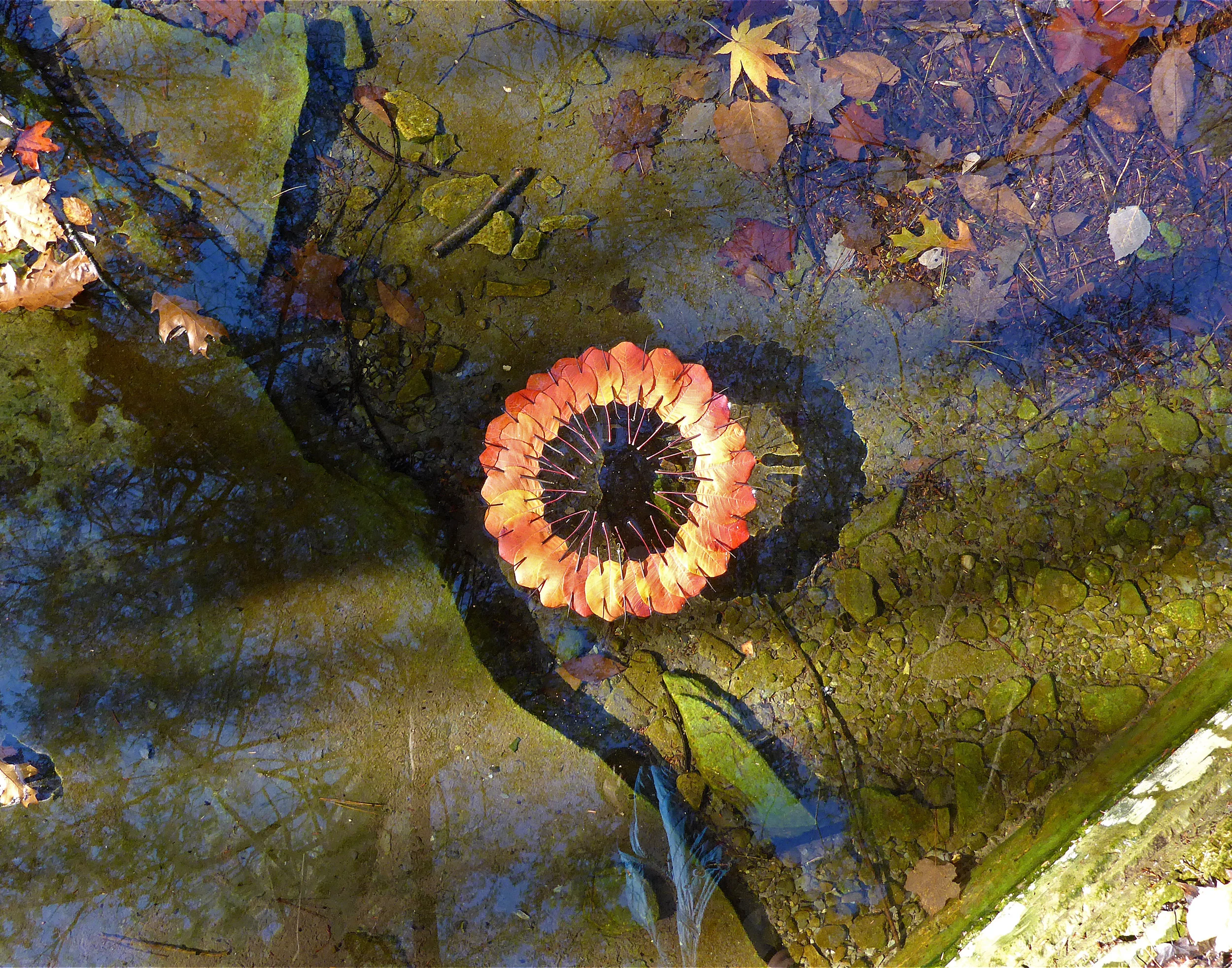 Ring water ithaca.jpg