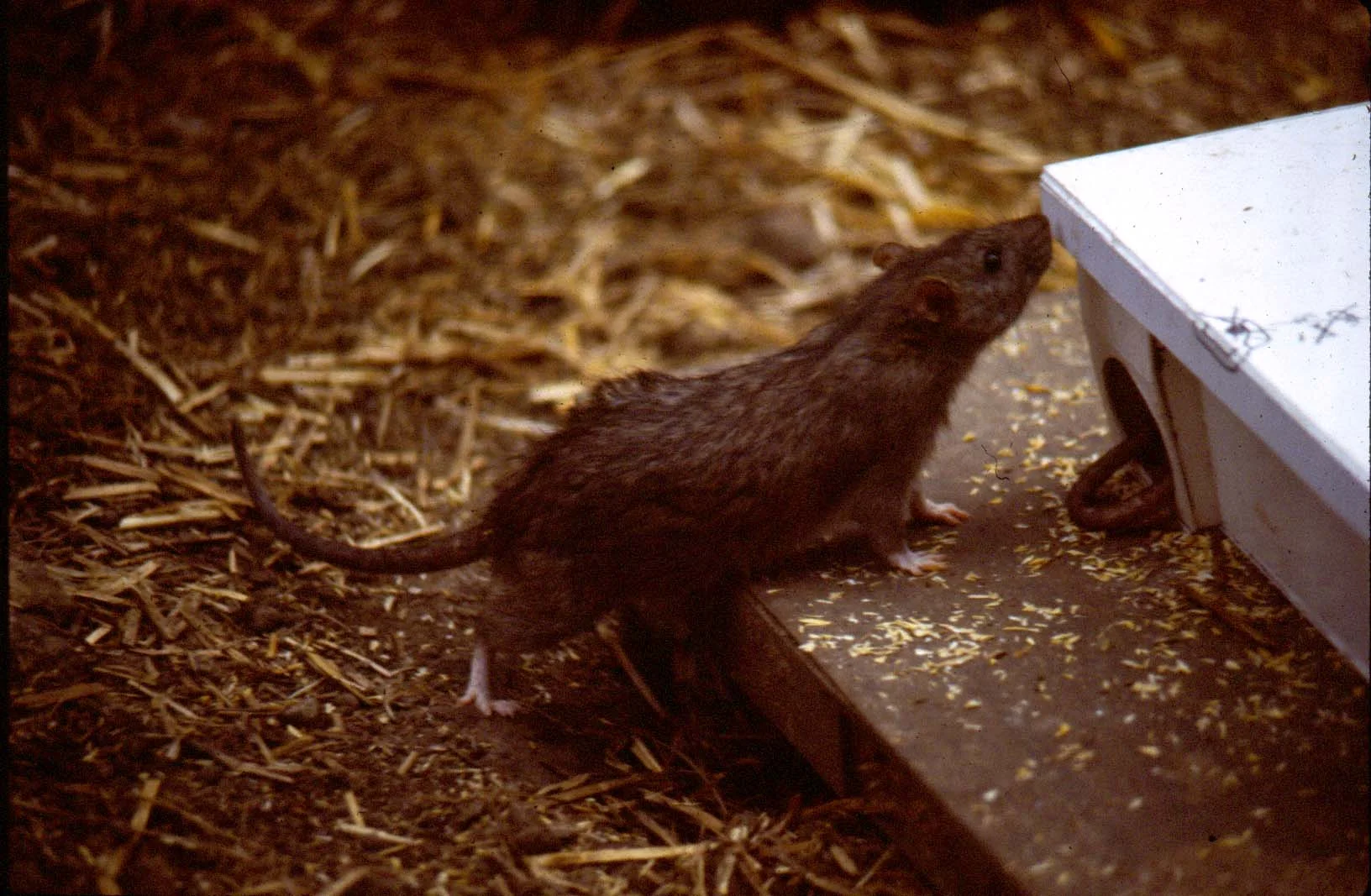 Rat inspecting a newly placed bait station
