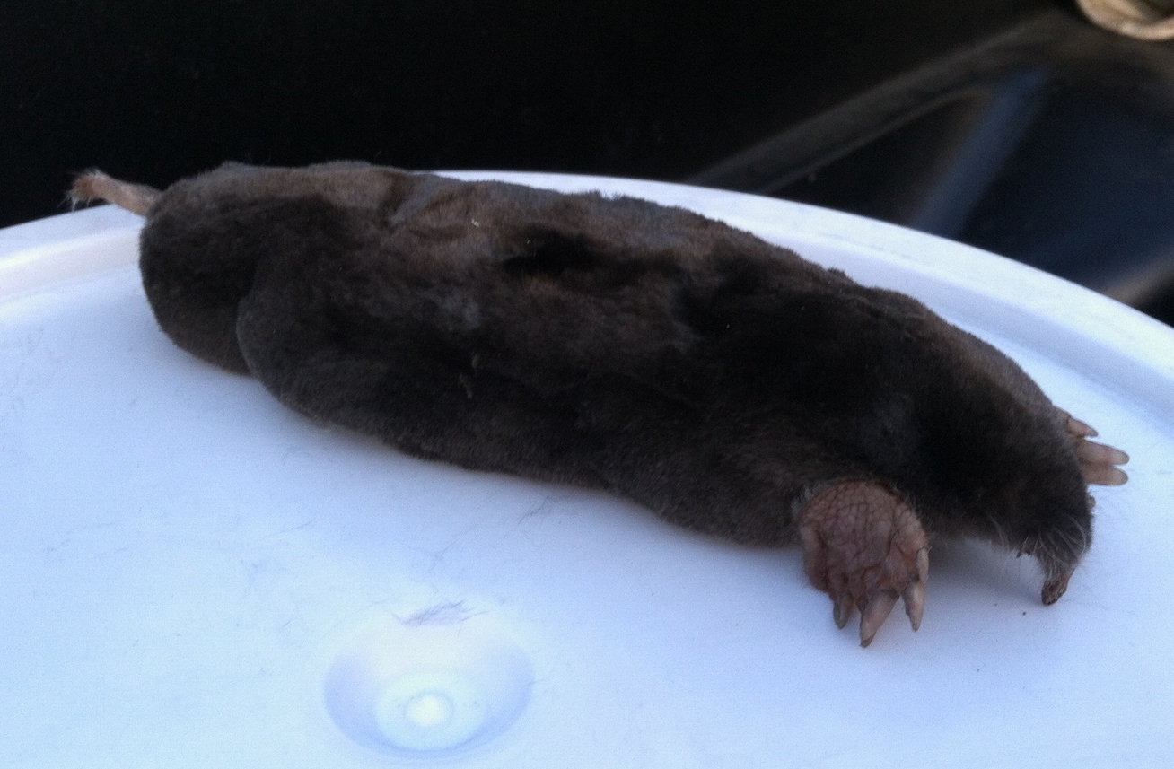 Mole Control - Mole Removal in the Bay Area