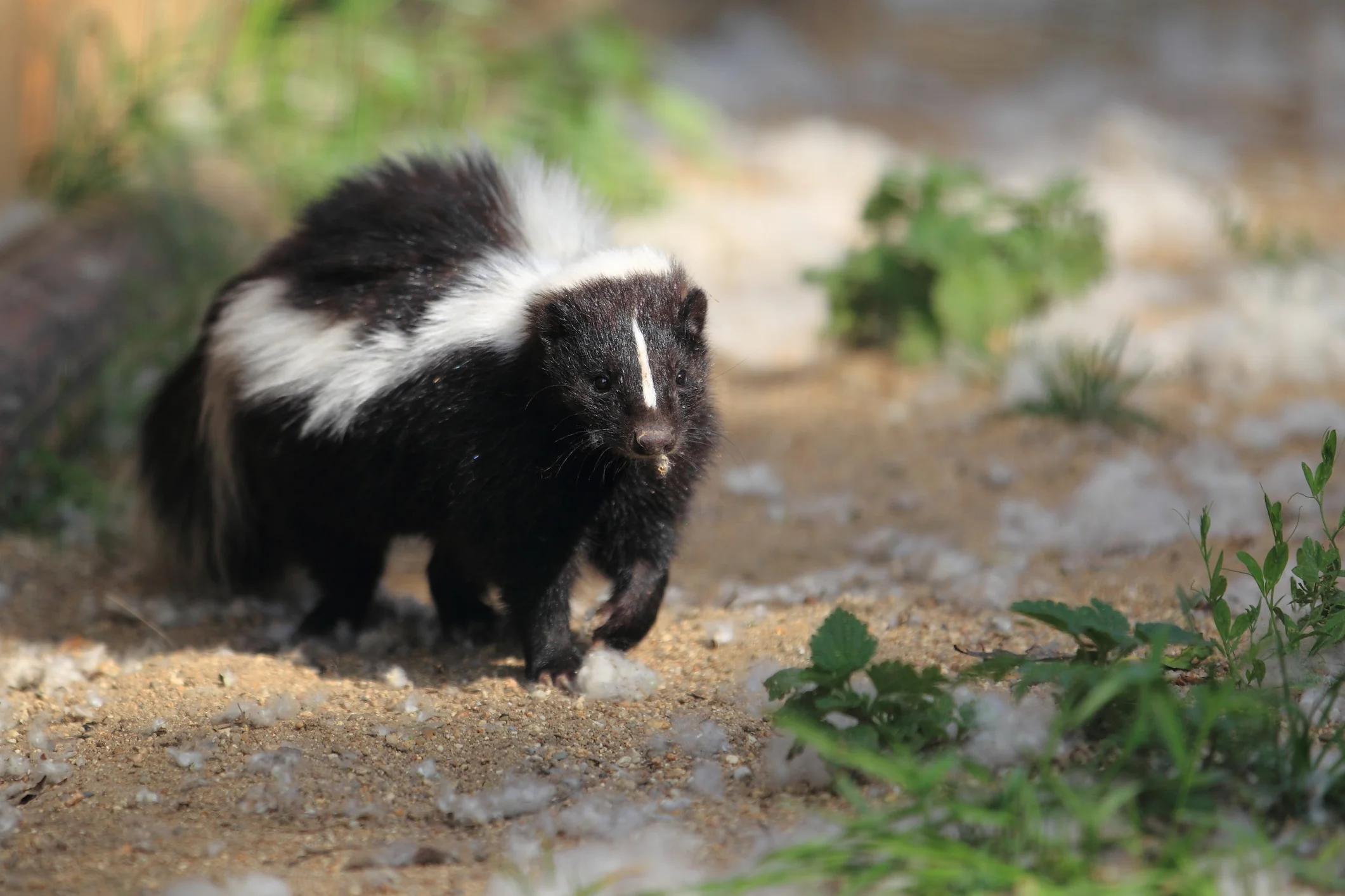 Skunk walking outside