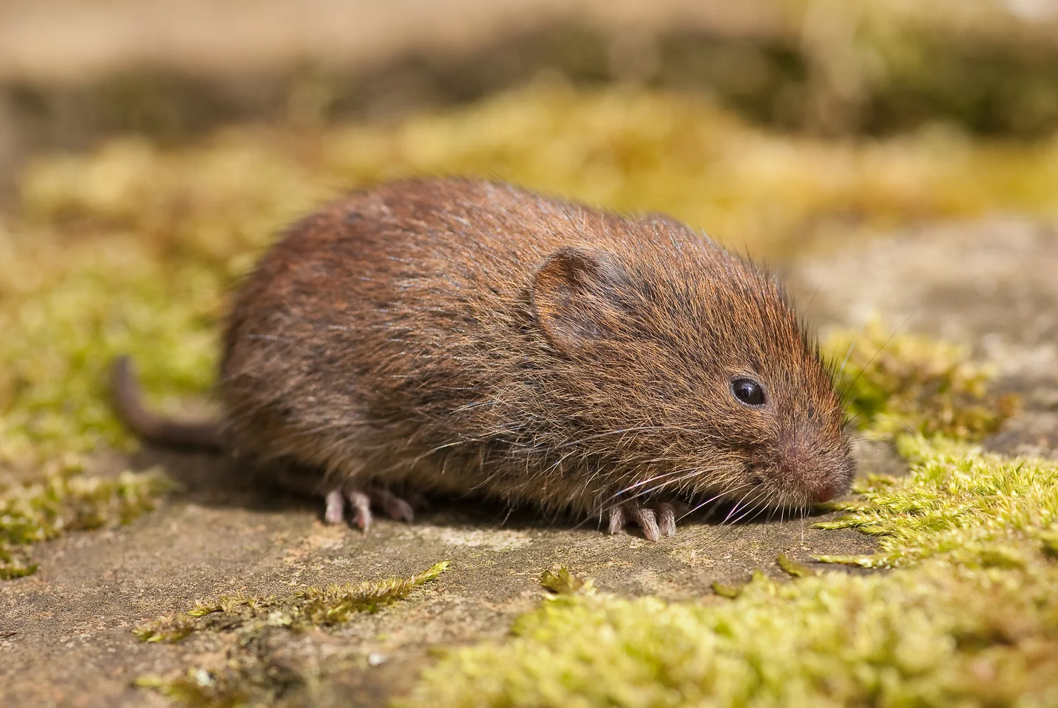 Vole Control - Pest Removal Services in the Bay Area