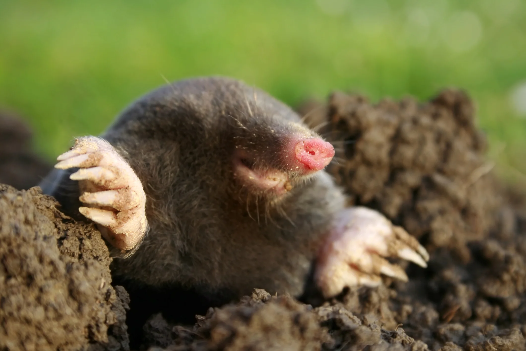 Mole coming out of tunnel system