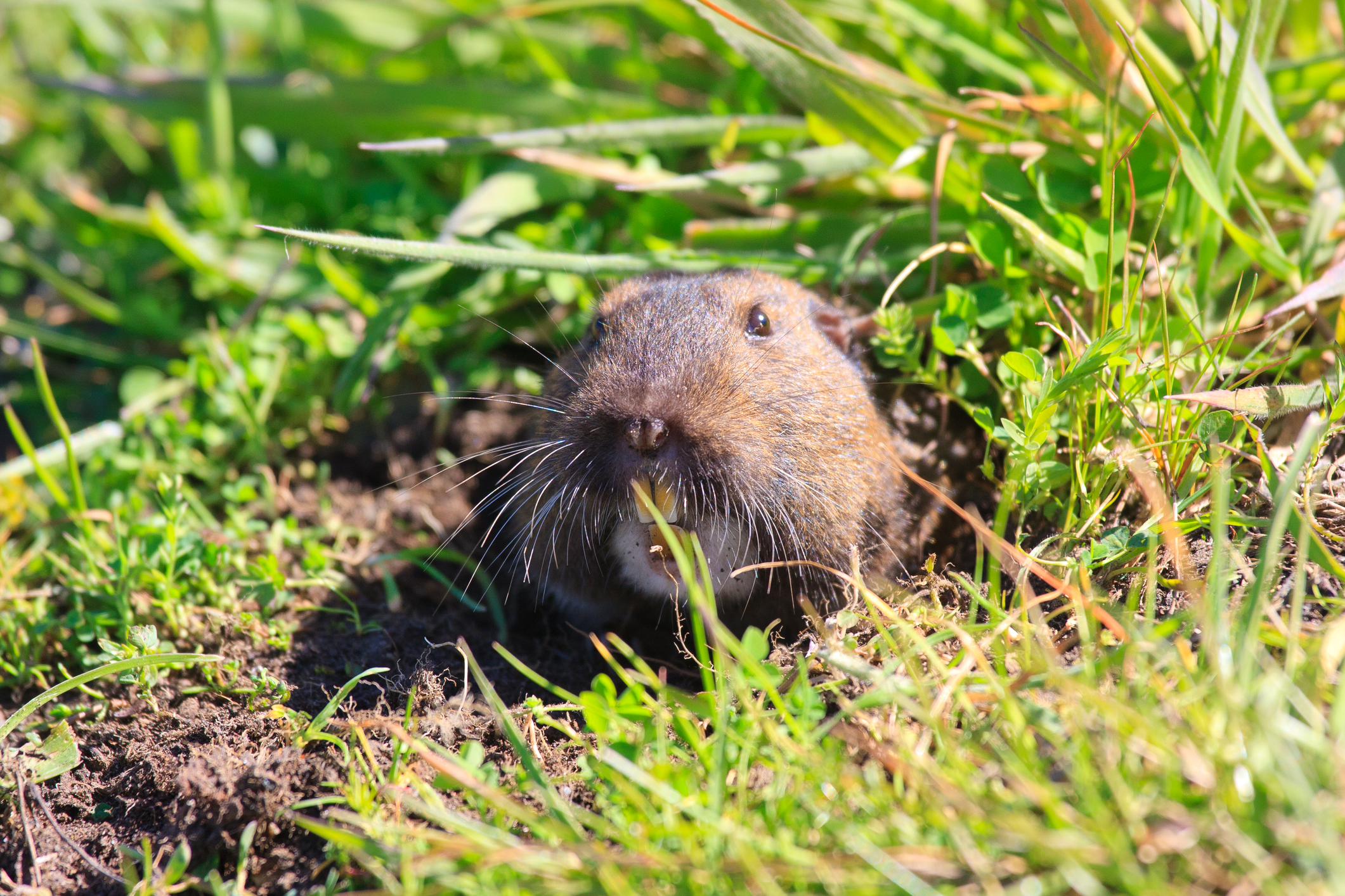 gopher control services